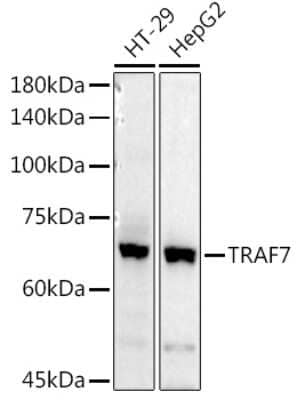 Western Blot: TRAF7 AntibodyAzide and BSA Free [NBP3-04330]